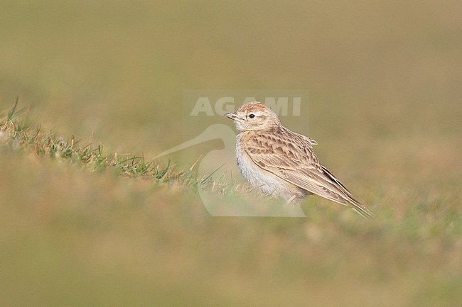 Greater Short-toed Lark (Calandrella brachydactyla) sitting on the grass, with a green yellow background, in Ouessant, France. stock-image by Agami/Sylvain Reyt,