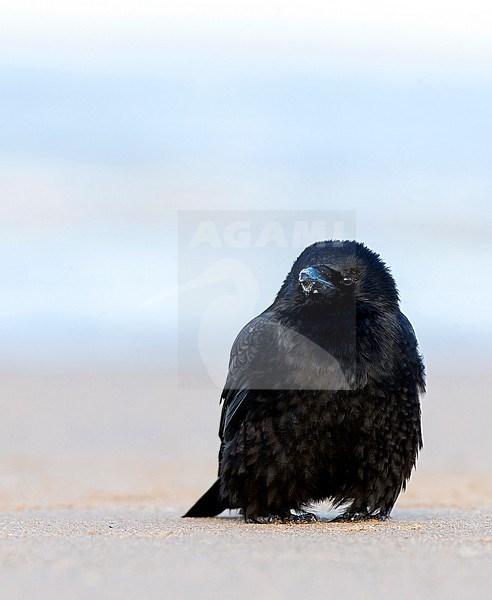 Carrion Crow (Corvus corone) in Katwijk, Netherlands. Resting on the beach during a cold winter. stock-image by Agami/Marc Guyt,