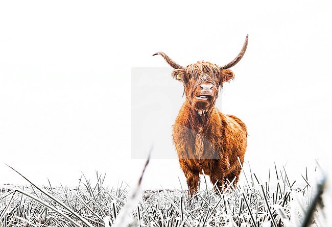 Schotse Hooglanders in natuurgebied, Highland Cattle in nature reserve stock-image by Agami/Wil Leurs,