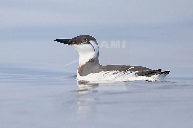 Common Murre (Uria aalge), in winter plumage, sitting on the water, with a blue background in Brittany, France. stock-image by Agami/Sylvain Reyt,