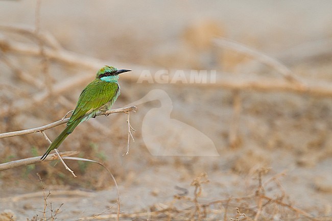 Arabian (Little) Green Bee-eater - Smaragdspint - Merops cyanophrys ssp. muscatensis, Oman, 1st W stock-image by Agami/Ralph Martin,