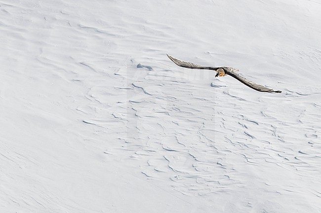 Adult  Bearded Vulture (Gypaetus barbatus) flying over snow covered moutain landscape in the swiss alps. stock-image by Agami/Marcel Burkhardt,