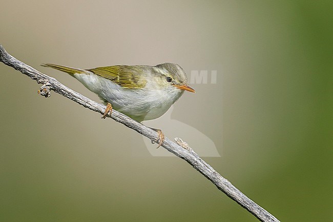 Adult Western Crowned Leaf-warbler (Phylloscopus occipitalis) perched on a twig during spring in Tajikistan. stock-image by Agami/Ralph Martin,