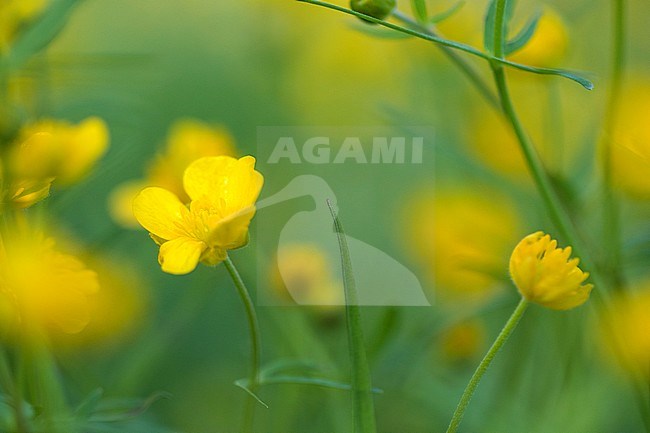 Goldilocks buttercup flowers stock-image by Agami/Wil Leurs,