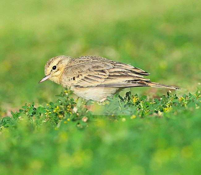 Adult Tawny Pipit (Anthus campestris) during spring migration in a citypark in Eilat, Israel. stock-image by Agami/Marc Guyt,