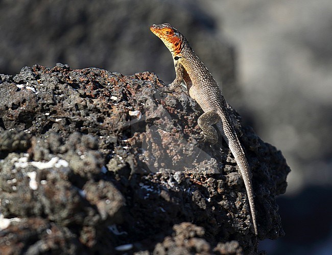 Lava Lizzard (Microlophus species) on the Galapagos islands, Ecuador. stock-image by Agami/Dani Lopez-Velasco,