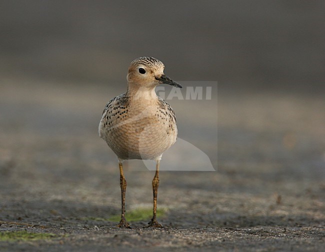 Blonde Ruiter als dwaalgast in Nederland; Vagrant Buff-breasted Sandpiper in the Netherlands stock-image by Agami/Menno van Duijn,