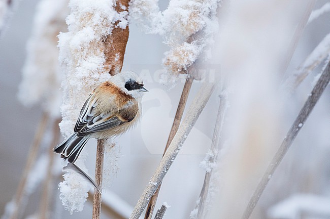 Eurasian Penduline Tit - Beutelmeise - Remiz pendulinus ssp. pendulinus, France (Alsace), male, wintering bird stock-image by Agami/Ralph Martin,