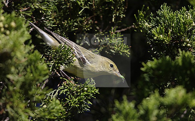 Blackpoll Warbler (Setophaga striata) during autumn migration at Cape May, New Jersey in USA. With green bug in its beak. stock-image by Agami/Helge Sorensen,