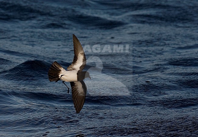 White-bellied Storm Petrel (Fregetta grallaria) off Tristan da Cunha stock-image by Agami/Marc Guyt,