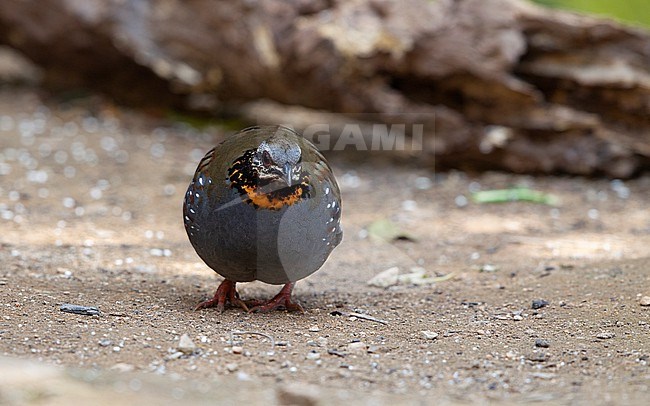 Male Rufous-throated Partridge (Arborophila rufogularis) searching for food on the ground at Doi Lang, Thailand stock-image by Agami/Helge Sorensen,