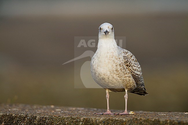 Herring Gull - Silbermöwe - Larus argentatus, Germany, 1st W stock-image by Agami/Ralph Martin,