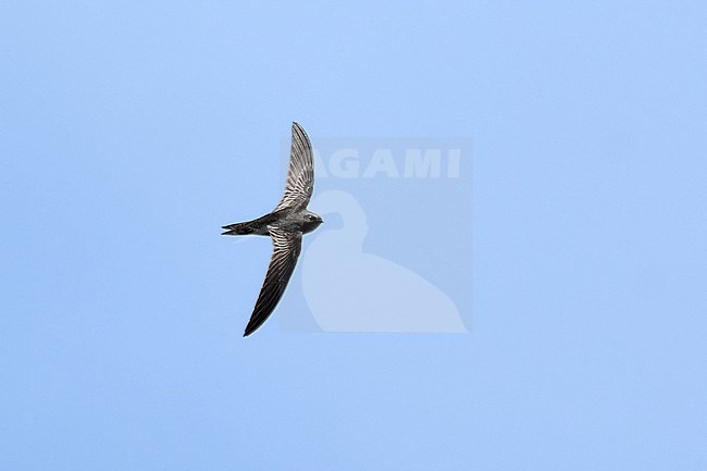 Malagasy Black Swift (Apus balstoni) flying against a blue sky as a background, Ranomafana NP, Madagascar stock-image by Agami/Tomas Grim,
