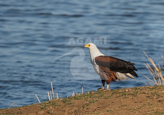 Adult African fish eagle, Icthyophaga vocifer, in South Africa. stock-image by Agami/Pete Morris,