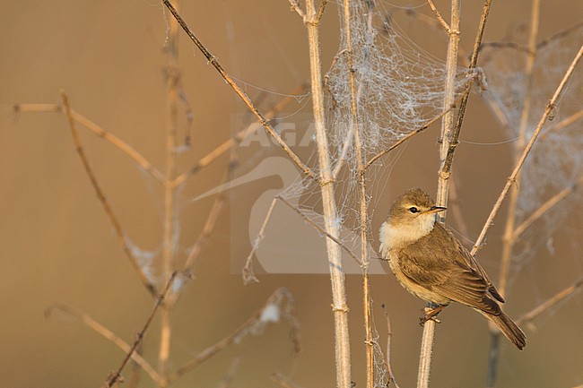 Booted Warbler - Buschspötter - Iduna caligata, Russia (Ural) stock-image by Agami/Ralph Martin,