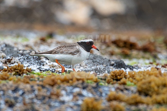 Endangered Shore Plover (Thinornis novaeseelandiae), also known by its Maori name of Tuturuatu, on the Chathams Islands, New Zealand. Walking on rocky shore of South East island. stock-image by Agami/Marc Guyt,