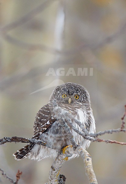 Dwerguil zittend op tak, Eurasian Pygmy Owl perched on branch stock-image by Agami/Markus Varesvuo,