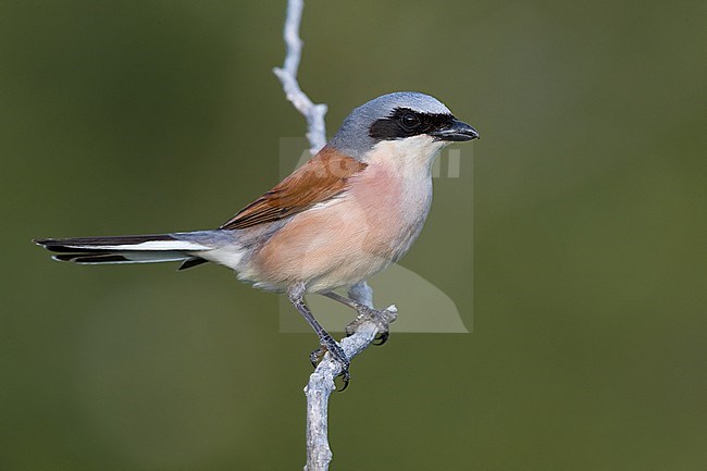 Adult male Red-backed Shrike, Lanius collurio, in Italy. Perched on a twig. stock-image by Agami/Daniele Occhiato,