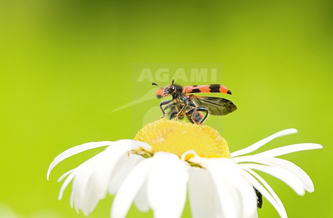 Opstijgende kever, Beetle taking-off stock-image by Agami/Rob de Jong,