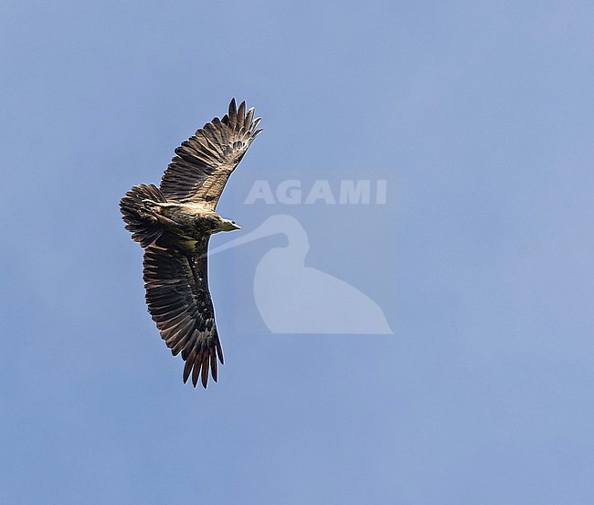Subadult Sanford's sea eagle (Haliaeetus sanfordi), also known as Sanford's fish eagle or Solomon eagle, is a sea eagle endemic to the Solomon Islands. stock-image by Agami/Pete Morris,