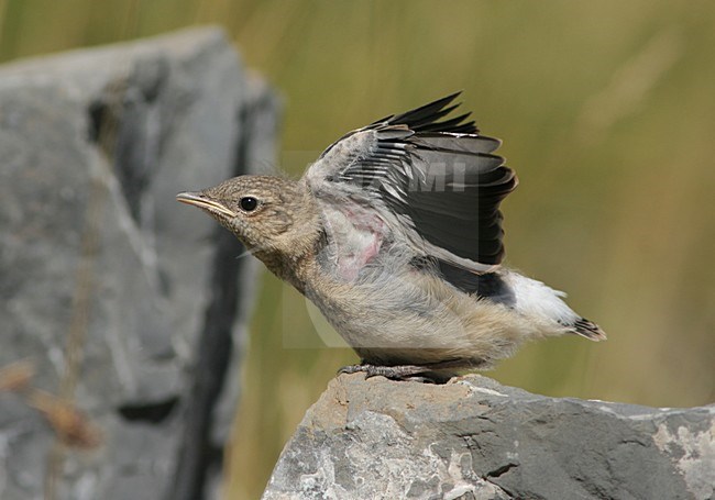 Northern Wheatear immature perched on rock stretching its wing; Tapuit onvolwassen zittend op rots vleugels strekkend stock-image by Agami/Karel Mauer,