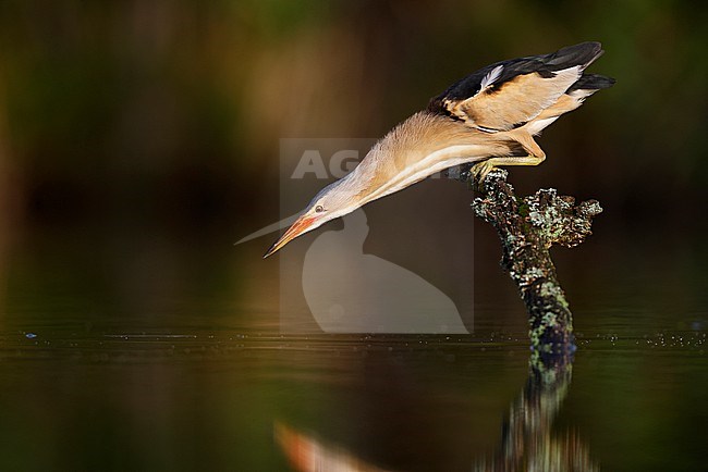 Vissende Woudaap; fishing Little Bittern; stock-image by Agami/Chris van Rijswijk,