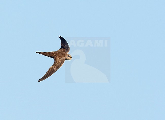 Vale Gierzwaluw in de vlucht; Pallid Swift in flight stock-image by Agami/Markus Varesvuo,