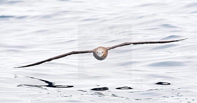 Adult Black-footed Albatross (Diomedea nigripes) at sea off the coast of Montery in California, USA. Flying towards the stern of a small boat. stock-image by Agami/Marc Guyt,