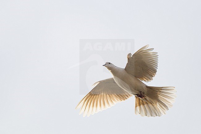 Turkse Tortel, Eurasian Collared Dove stock-image by Agami/Menno van Duijn,
