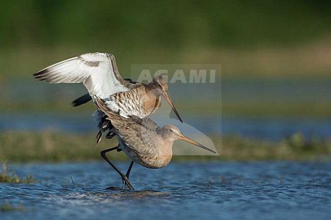 Grutto, Black-tailed Godwit, Limosa limosa stock-image by Agami/Hans Germeraad,