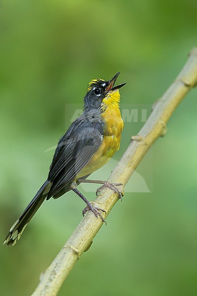Fan-tailed Warbler (Basileuterus lachrymosus) Perched on a branch in El Salvador stock-image by Agami/Dubi Shapiro,