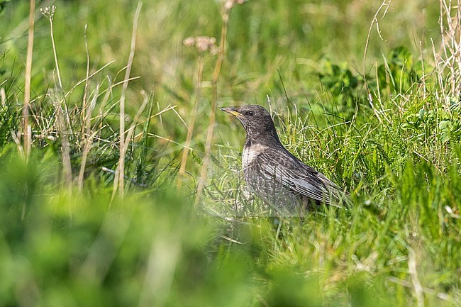 Adult female Ring Ouzel (Turdus torquatus torquatus) in 'friche Josaphat, Brussels, Brabant, Belgium. stock-image by Agami/Vincent Legrand,