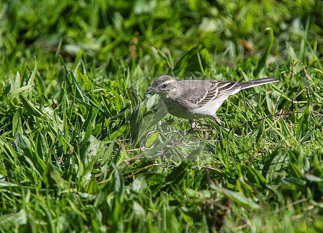 First-winter Eastern Yellow Wagtail (Motacilla tschutschensis) on St Mary's, Isles of Scilly, England during autumn migration. Sound recorded. stock-image by Agami/Steve Gantlett,