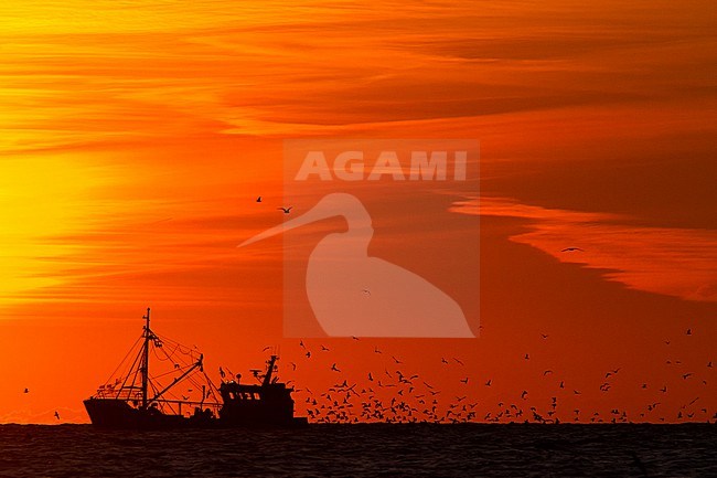 Fishing boat trailed by gulls at sunset with sun low above the horizon and colourful sky with silhouet of boat and gulls stock-image by Agami/Menno van Duijn,