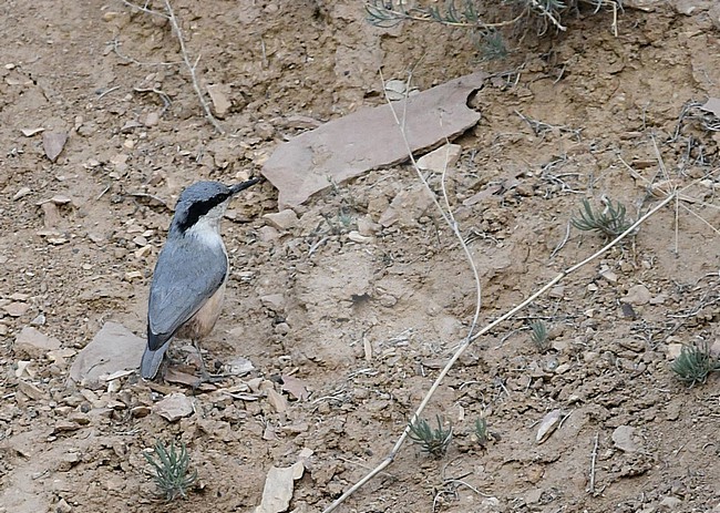 Eastern Rock Nuthatch (Sitta tephronota obscura) at Vedi Gorge in southern Armenia. stock-image by Agami/Eduard Sangster,
