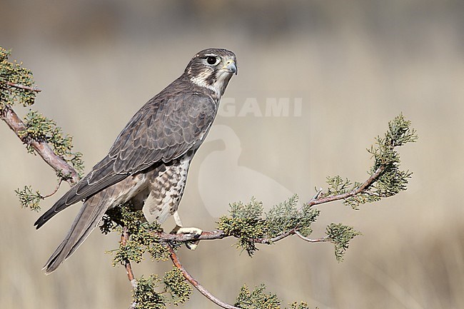 Adult
Socorro Co., N.M.
December 2014 stock-image by Agami/Brian E Small,