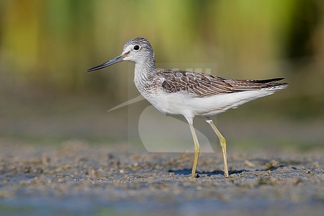 Greenshank (Tringa nebularia), side view of an adult standing on the mud, Campania, Italy stock-image by Agami/Saverio Gatto,