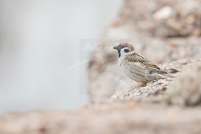 Eurasian Tree Sparrow - Feldsperling - Passer montanus, adult, Russia (Baikal), adult stock-image by Agami/Ralph Martin,