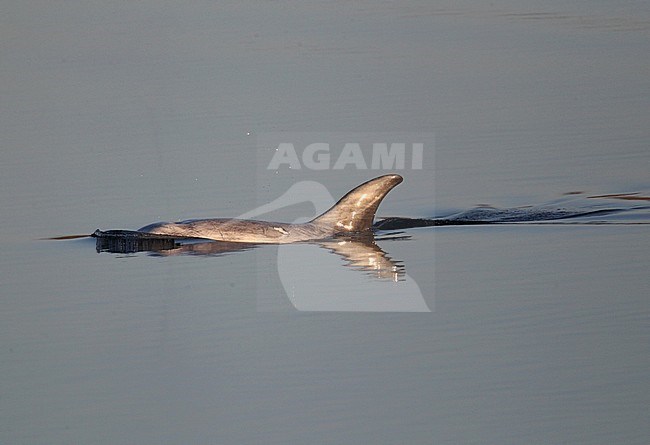 Gramper, Risso's Dolphin, Grampus griseus stock-image by Agami/Hugh Harrop,