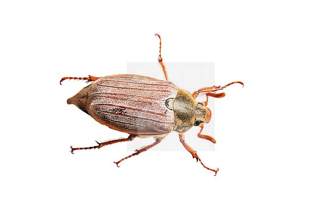 Meikever, Cockchafer, Melolontha melolontha stock-image by Agami/Wil Leurs,
