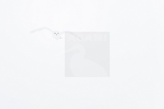 Snowy Owl (Bubo scandiacus) in snow covered landscape in Ontario Canada. stock-image by Agami/Marcel Burkhardt,