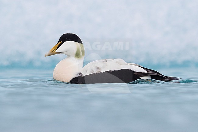 Common Eider (Somateria mollissima), adult male swimming stock-image by Agami/Saverio Gatto,