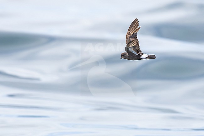  stock-image by Agami/Menno van Duijn,