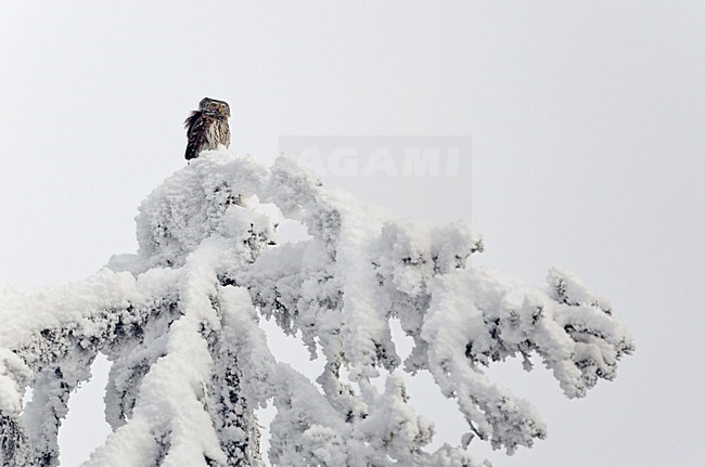 Dwerguil in boomtop; Eurasian Pygmy Owl in treetop stock-image by Agami/Markus Varesvuo,