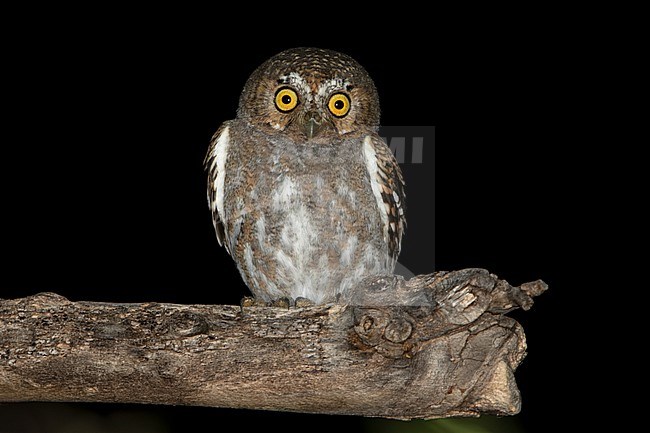 Elf Owl (Micrathene whitneyi) in North-America. stock-image by Agami/Dubi Shapiro,