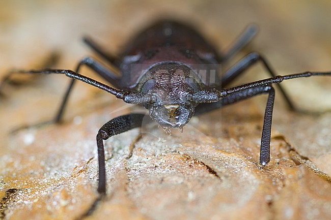 Ergates faber - Mulmbock, Germany, imago stock-image by Agami/Ralph Martin,