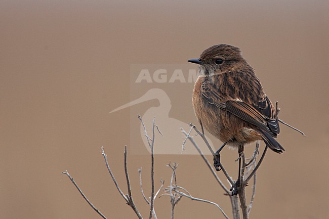 Vrouwtje Roodborsttapuit; Female European Stonechat stock-image by Agami/Rob Olivier,