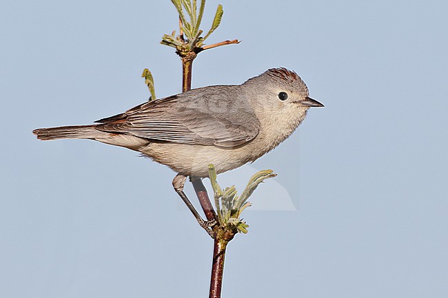 Adult male 
Pima Co., AZ 
April 2011 stock-image by Agami/Brian E Small,