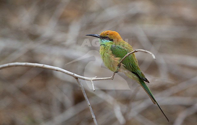 Asian Bee-eater (Merops orientalis ferrugeiceps) perched at Petchaburi, Thailand. Formerly known as Green Bee-eater. stock-image by Agami/Helge Sorensen,