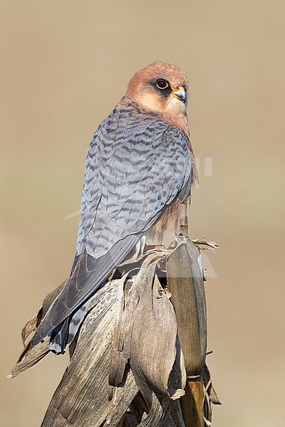 Red-footed Falcon (Falco vespertinus), adult female perched on a dead corn plant stock-image by Agami/Saverio Gatto,